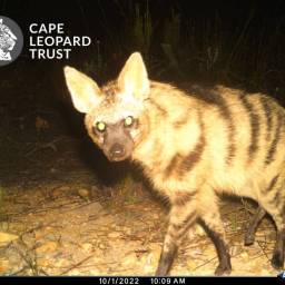 Aardwolf